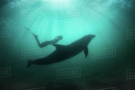 Freediver with wild solitary Bottlenose Dolphin - Stock Photo - Dissolve