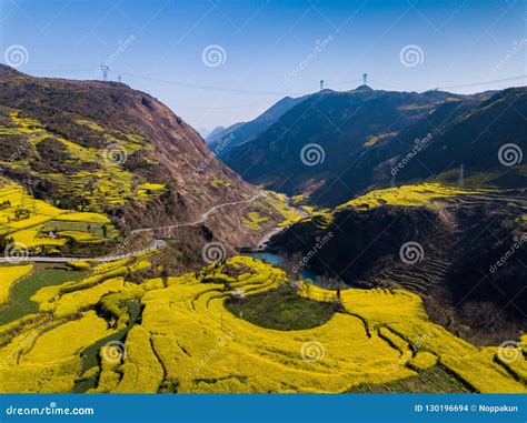 Yellow Rapeseed Canola Flower Field in Spring, Luoping, China Stock Photo - Image of blossom ...