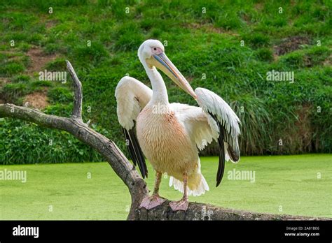 Great white pelican / eastern white pelican / rosy pelican (Pelecanus onocrotalus) in swamp ...