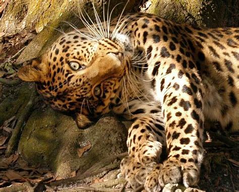 Leopard | Animals wild, Animals, Big cats