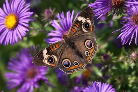 Info-Junction Blog: Common Buckeye Butterfly