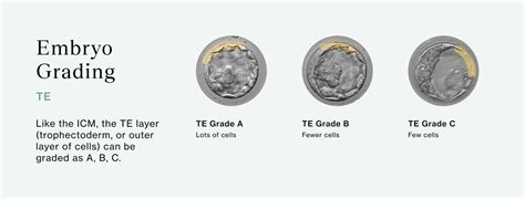 Embryo Grading Explained