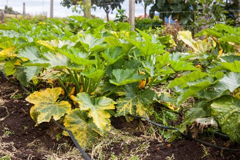 Zucchini Plant Care » Top Tips For Healthy & Happy Plants