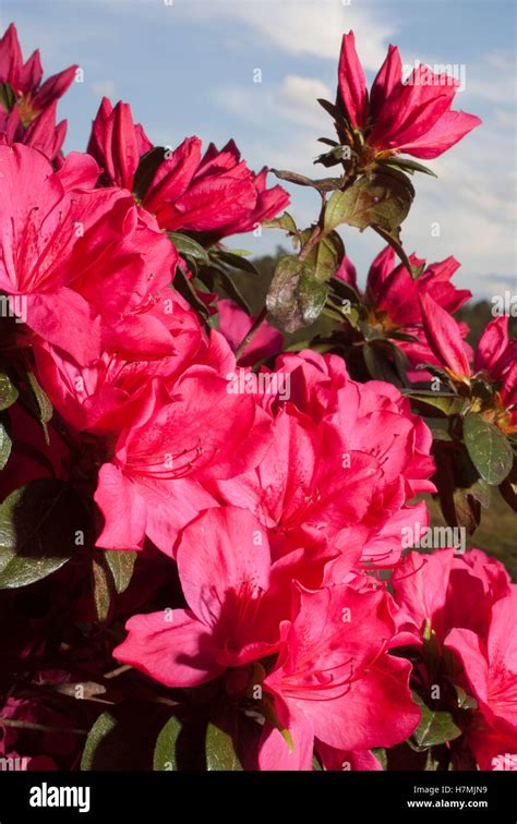 Bright pink flowers on an azalea bush with the sky behind Stock Photo - Alamy