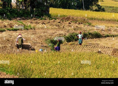 People in Vietnam are harvest rice Stock Photo - Alamy