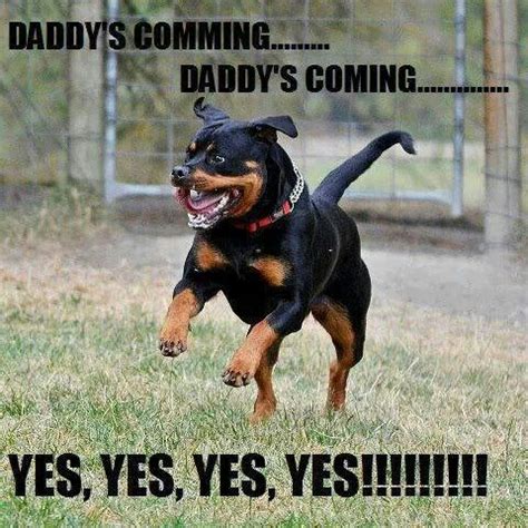 Rottweiler Memes