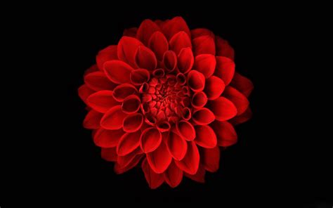 Flowers Wallpapers: Dahlias Flowers Wallpapers