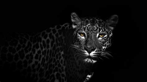 Black Jaguar Wallpaper (82+ images)