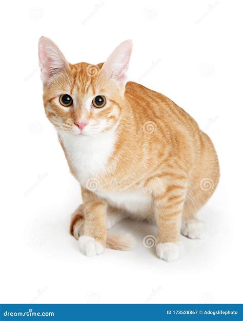 Orange and White Tabby Kitty Sitting Stock Image - Image of shot, full: 173528867