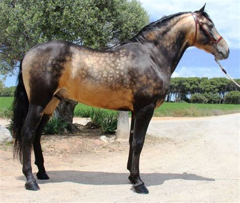 Dappled Sooty Buckskin Stallion | Rare horses, Horses, Horse breeds