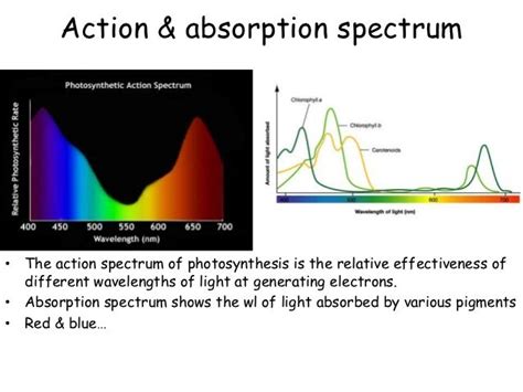 AP Bio Ch 7 Photosynthesis PPT