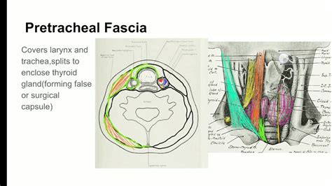 Pretracheal fascia DETAILED (3/4) - YouTube