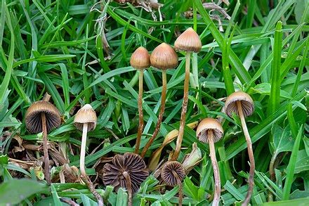 Psilocybin mushroom - Wikipedia