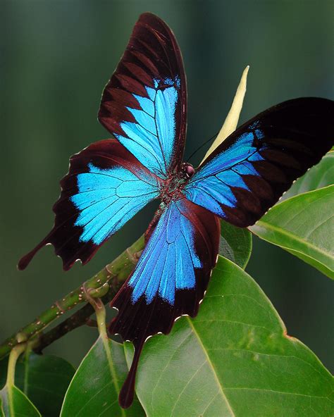 Ulysses Butterfly wallpapers, Animal, HQ Ulysses Butterfly pictures | 4K Wallpapers 2019