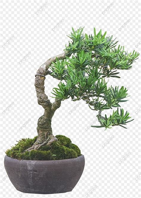 Bonsai PNG Transparent, Bonsai Lohansung Podocarpus Macrophyllus, Beautiful, Leaf, Vas PNG Image ...