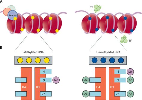 Principles of DNA methylation and their implications for biology and ...