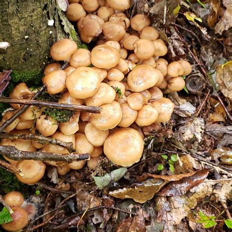 Edible Mushrooms in PA – Western Pennsylvania Mushrooms | Luther Homestead