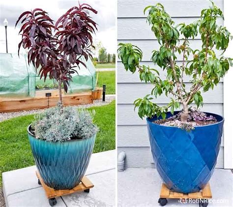 How to Grow Miniature Peach Trees in Containers - a short tutorial with ...