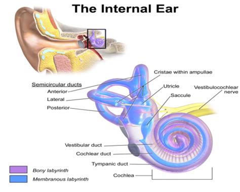 Inner Ear