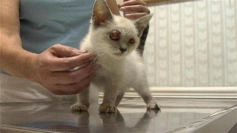 Blind kitten recovering after eye removal surgery | WSTM