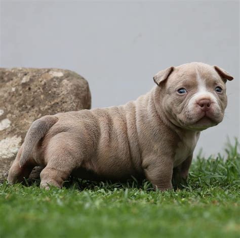 AMAZING AMERICAN BULLY TRANSFORMATIONS: PUPPIES TO ADULTS | American bully, Bully breeds dogs ...