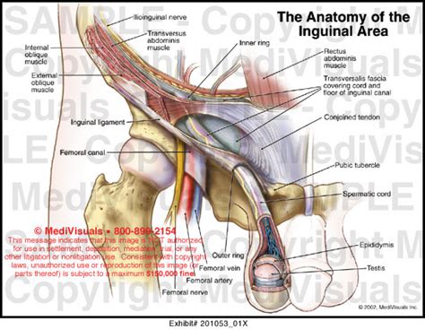 Medivisuals The Anatomy of the Inguinal Area Medical Illustration