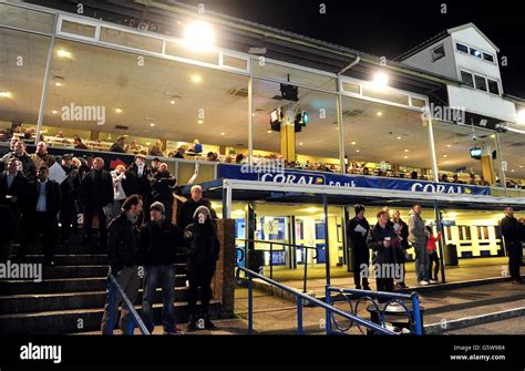 Greyhounds - Brighton & Hove Greyhound Stadium Stock Photo - Alamy