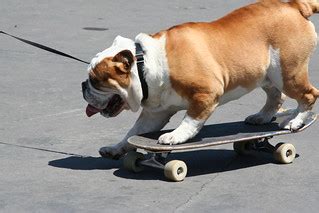 Skateboard Dog, Pet Expo, California | lora_313 | Flickr