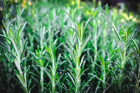 10 Reasons to Grow Rosemary for your Garden, Food and Health