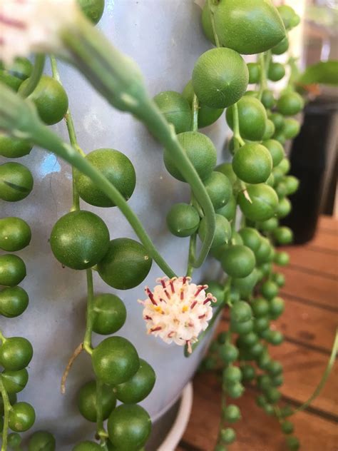 How to Grow and Care for String of Pearls Plant: A Comprehensive Guide. Gardening