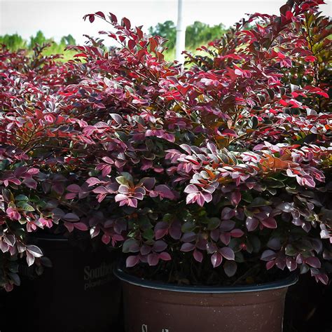 Purple Daydream® Loropetalum For Sale Online | The Tree Center