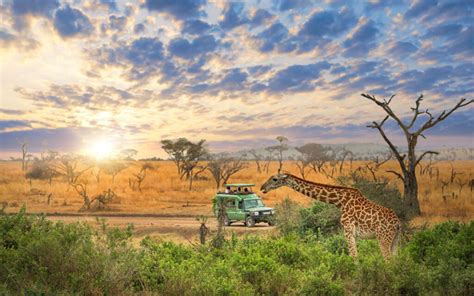 📅 The Best & Worst Times for a Safari in Tanzania in 2025