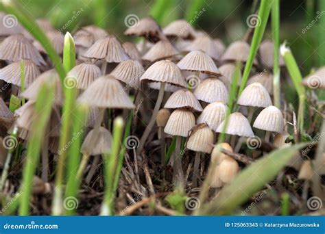 A Group of Hallucinogenic Mushrooms Stock Image - Image of mushroom ...