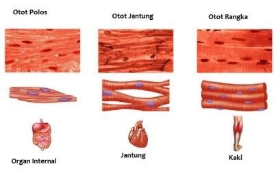 11 Perbedaan Otot Polos dengan Otot Lain | Hedi Sasrawan