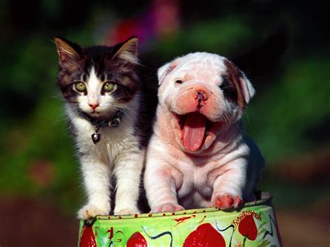 Cats And Dogs Wallpapers - Wallpaper Cave