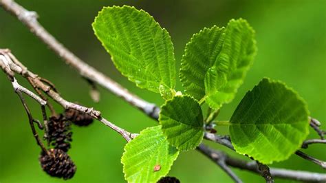 Tattershall Carrs - Visiting Woods - Woodland Trust