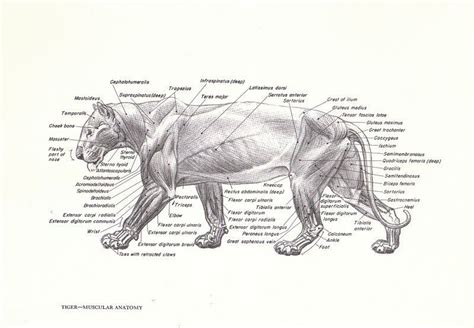 Tiger Muscle Anatomy. | Cat anatomy, Animal study, Lion anatomy