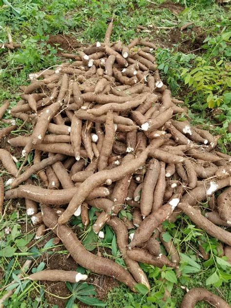 TME 419 Cassava Tubers And Cuttings For Sale At Obafemi Owode Ogun ...