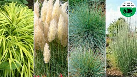 4 eye-catching grass types that will make your yard really pop