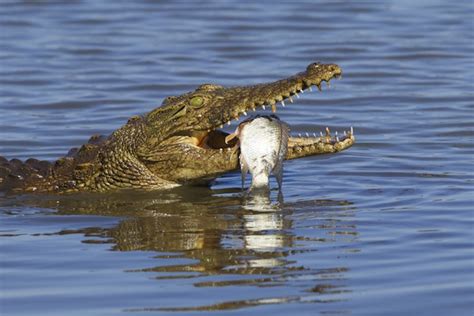 Crocodile Feeding - Crocodile Facts and Information