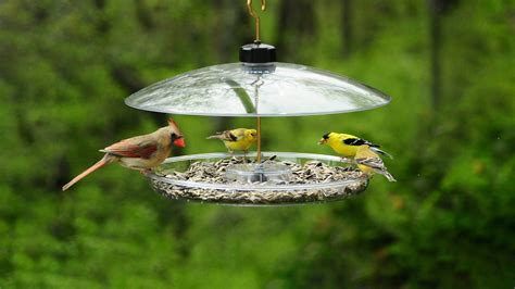 Use Platform Feeders to Attract Larger Birds