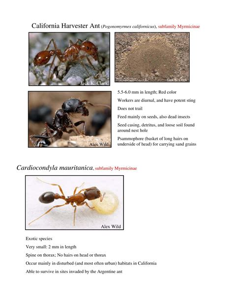 Free Printable Ant Identification Charts [PDF] With Pictures