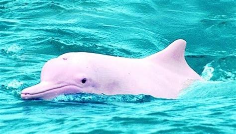 Albino dolphin | Animaux albinos, Dauphin rose, Soins de lapin