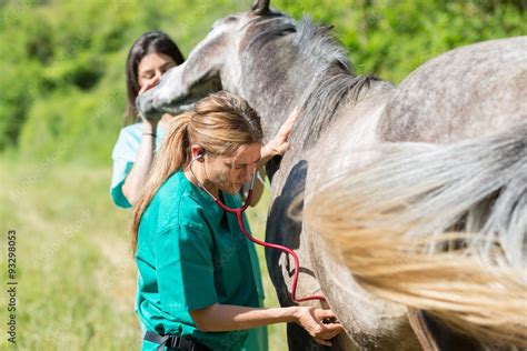 Tips for Choosing the Right Equine Vet for Your Horse-Clarendon Equine