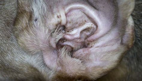 What Are Dog Ear Mites and How to Get Rid of Them Naturally