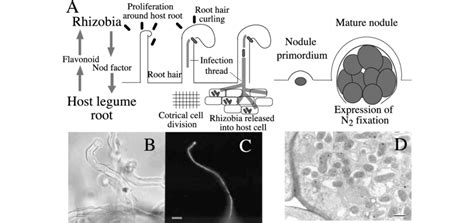 Nodulation by rhizobia. (A) Scheme of chemical signal exchanges and... | Download Scientific Diagram