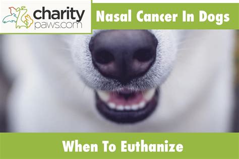 Nasal Cancer In Dogs When To Euthanize | 4 Treatment Options (2024)