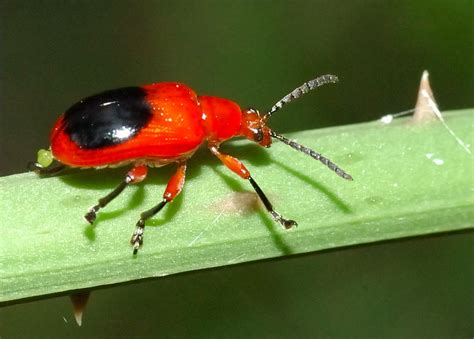 Red Narrow Necked Leaf Beetle - Lilioceris bakewelli