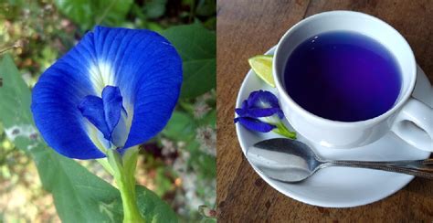 Butterfly Pea Flower Blue Tea Benefits - HealthyLife | WeRIndia