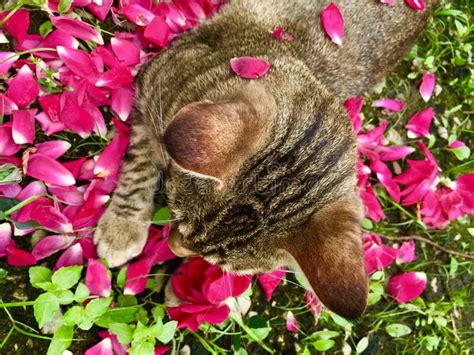 Cat in Roses stock image. Image of laying, lays, flowers - 73714361